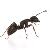 Ant Control in Bristol